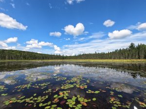 Algonquin