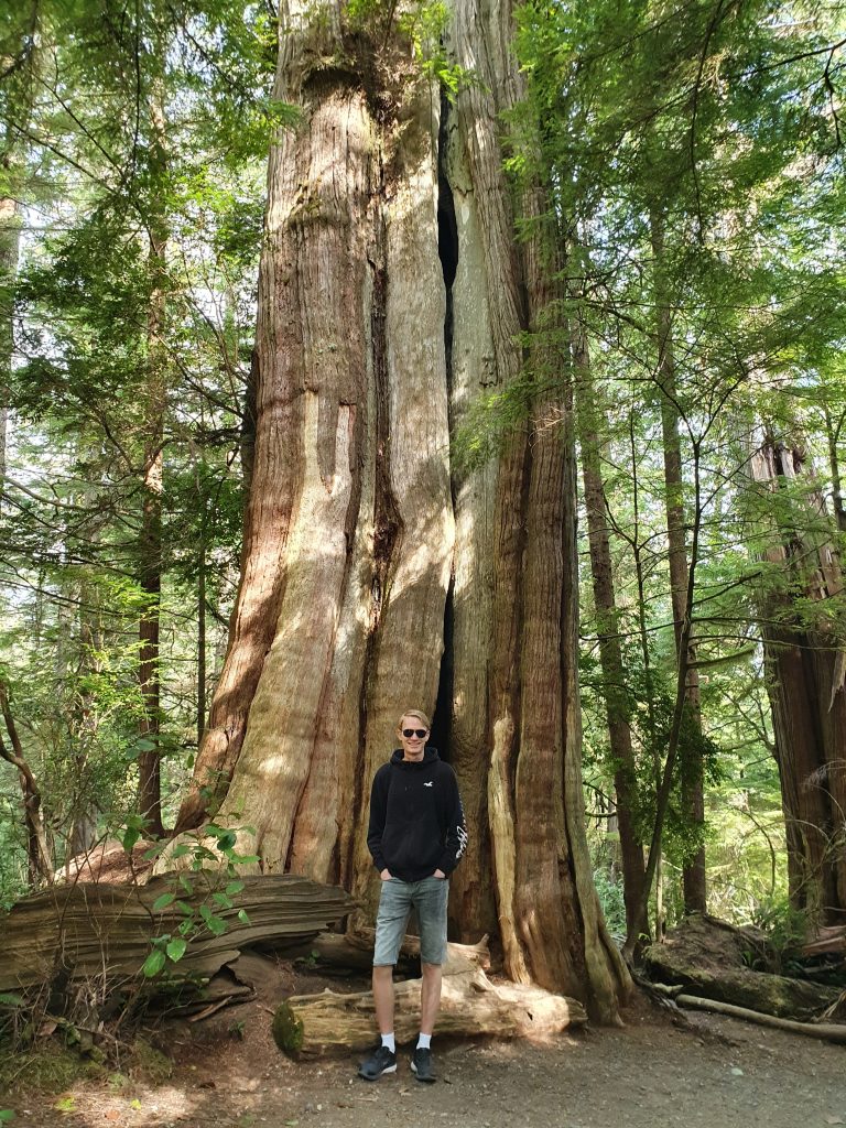 Ancient Cedars Loop Trail